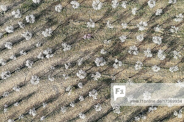 Kultivierte Mandelbäume (Prunus dulcis) in voller Blüte im Februar  Luftbild  Drohnenaufnahme  Provinz Almería  Andalusien  Spanien  Europa