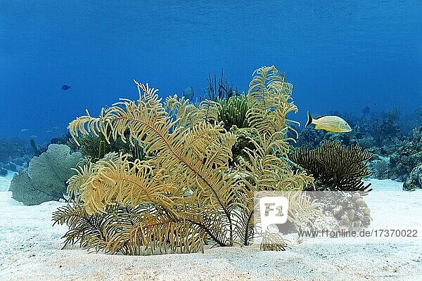 Slimy Sea Plume (Pseudopterogorgia americana) on a sandy bottom  bluestriped grunt (Haemulon sciurus)  Caribbean Sea near Maria la Gorda  Pinar del Río Province  Caribbean  Cuba  Central America