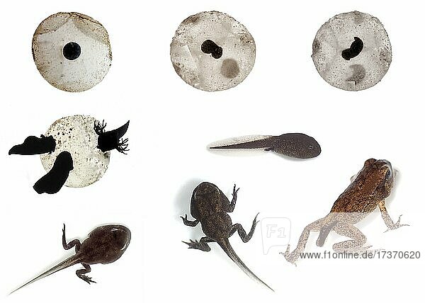 Grasfrosch (Rana temporaria), komplette Entwicklung vom Froschei, Embryo über die Kaulquappe, Larve, zum adulten Frosch, Metamorphose, Transformation, Entwicklungstadien, Lebenszyklus, Frühjahr, Berlin, Deutschland, Europa