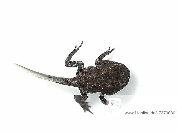 Grasfrosch (Rana temporaria), Kaulquappe mit ausgebildeten Hinter- und Vorderbeinen, Endphase der Metamorphose, Frühjahr, Berlin, Deutschland, Europa
