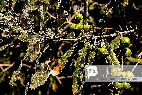 Nuss-Früchte des Macadamia-Baums  Macadamia-Farm  Antigua  Guatemala  Mittelamerika