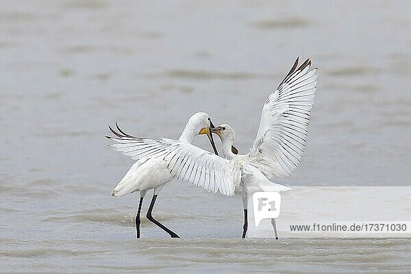 Zwei Löffler (Platalea leucorodia), bei der Fütterung eines Jungvogels im Wasser, Neusiedlersee, Burgenland, Österreich, Europa