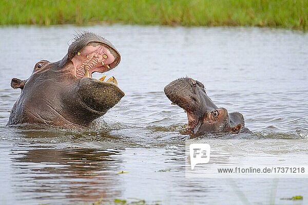 Zwei Flusspferde (Hippopotamus amphibius) kämpfen in einem Fluss  Okavango-Delta  Botswana  Afrika