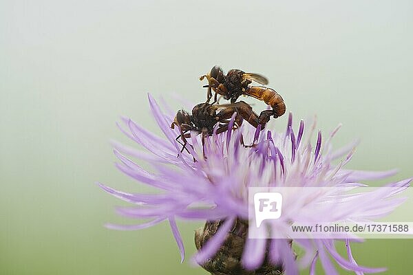 Breitstirnblasenkopffliegen (Sicus ferrugineus), Kopulation, Bayern, Deutschland, Europa