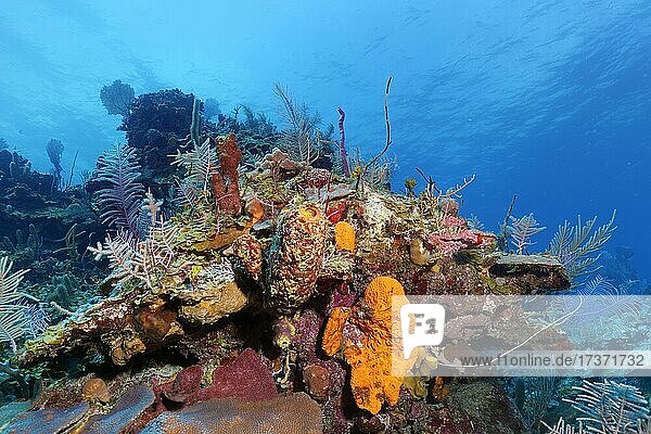 Typical Caribbean coral reef with various sponges and corals  Caribbean Sea near Playa St. Lucia  Camagüey Province  Caribbean  Cuba  Central America