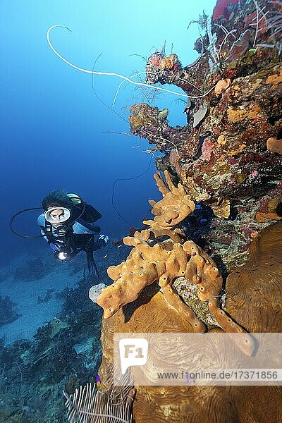 Taucher betrachtet Korallenriff-Steilwand mit verschiedenen Schwämmen (Porifera) und Korallen (Anthozoa)  Karibisches Meer bei Playa St. Lucia  Provinz Camagüey  Karibik  Kuba  Mittelamerika