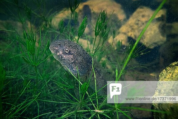 Gemeine Geburtshelferkröte (Alytes obstetricans), Larve versteckt sich zwischen wasserpflanzen am Gewässergrund, Unterwasseraufnahme, Nordrhein-Westfalen, Deutschland, Europa