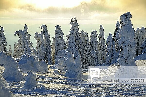 Sonnenuntergang mit verschneiten Fichten, Arbermandl, Arbermännchen, im Winter, Großer Arber, Naturpark Bayerischer Wald, Niederbayern, Bayern, Deutschland, Europa