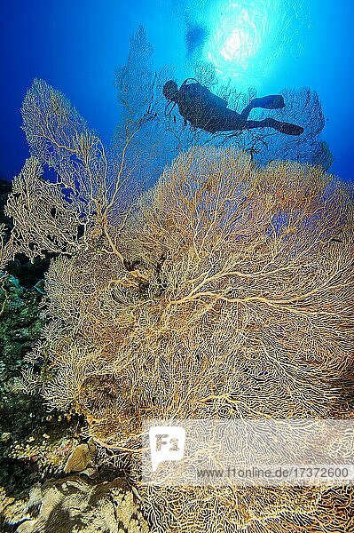 Giant Sea Fan (Annella mollis)  Sea fan (gorgonaria)  giant fan coral  Red Sea  Sinai Peninsula  Egypt  Africa