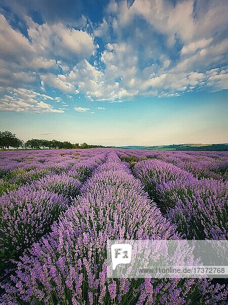 Malerische Szene eines blühenden Lavendelfeldes (lavandula) . Schöne lila-rosa Blüten in warmen Sommer Sonnenuntergang Licht. Vertikale Ansicht, duftende Pflanzen blüht in der Wiese