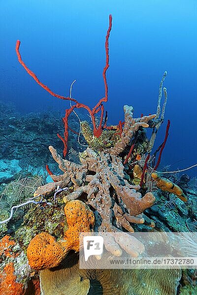 Korallenriff mit Reihenporenschwamm (Aplysina cauliformis) oben  Brauner verkrusteter Oktopusschwamm (Ectyoplasia ferox) mitte  und Oranger Elefantenohr-Schwamm (Agelas clathrodes) unten  Karibisches Meer bei Playa St. Lucia  Provinz Camagüey  Karibik  Kuba  Mittelamerika
