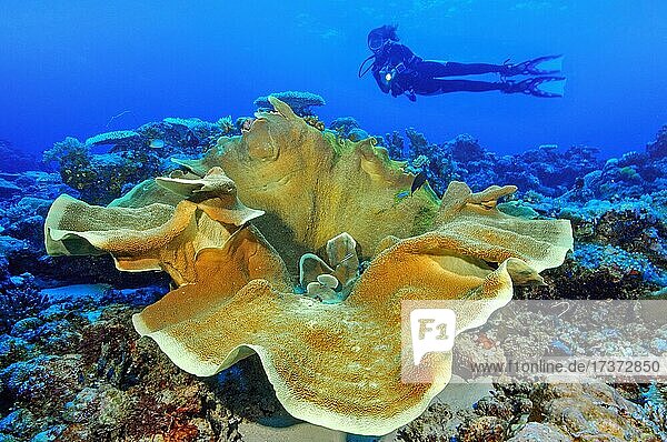 Taucherin betrachtet große Kelchkoralle (Turbinaria mesenterina) in Korallenriff  Pazifik  Yap  Föderierte Staaten von Mikronesien