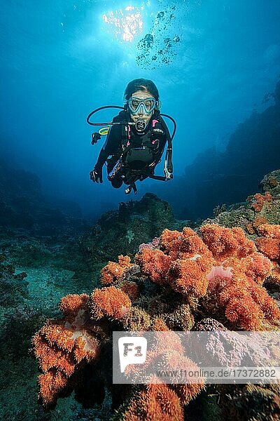 Taucherin betrachtet Weichkorallen (Alcyonacea) am Grund von Strömungskanal  Pazifik  Insel Yap  Föderierte Staaten von Mikronesien
