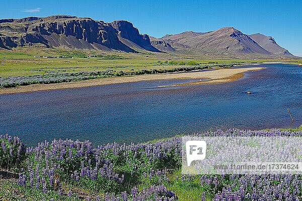 Lupines in front of river and mountains  Snaefalsnes  West Iceland  Iceland  Europe