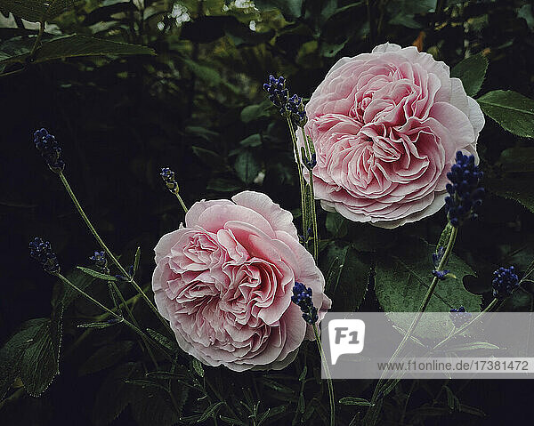 Schöne rosa Rosen und Lavendel