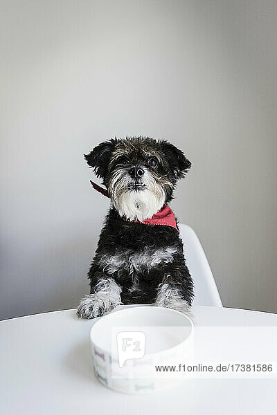 Porträt süßer hungriger Hund wartet am Esstisch mit Hundenapf