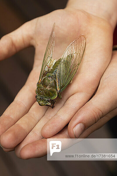 Close up large dead green Cicada in hand