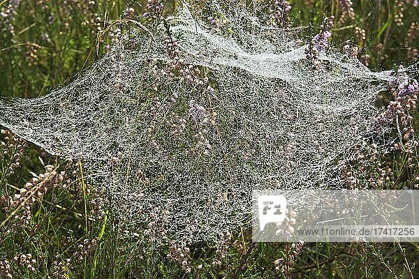 Spinnweben mit Tautropfen im Heidekraut (Calluna vulgaris)  Emsland  Niedersachsen  Deutschland  Europa
