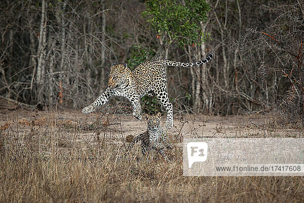 Eine Leopardenmutter und ihr Junges  Panthera pardus  spielen zusammen  indem sie in die Luft springen