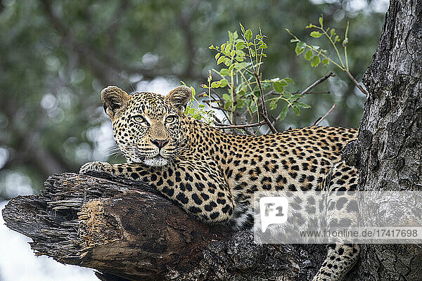Ein weiblicher Leopard  Panthera pardus  liegt auf einem abgebrochenen Baumast.