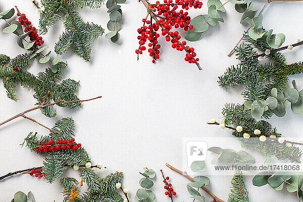 Green foliage  eucalyptus and red berries on white background  Christmas decorations.