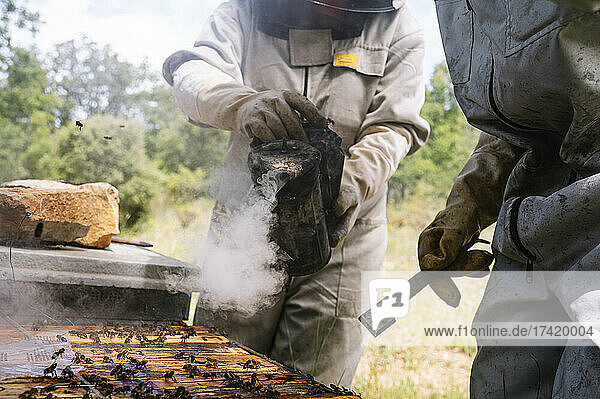 Männliche und weibliche Imker nutzen Bienenraucher bei der Arbeit auf dem Bauernhof