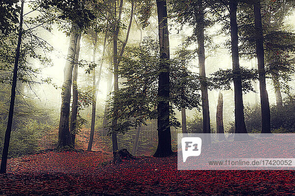 Autumn forest shrouded in morning mist