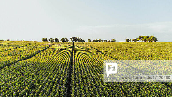 Aerial view of vast green cornfield in summer