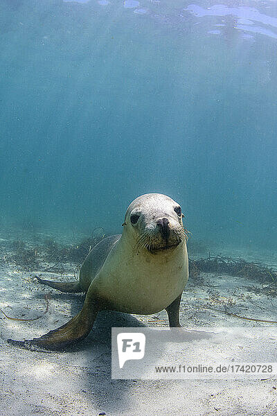 Undersea portrait of seal looking straight at camera