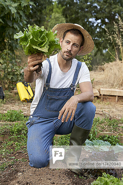 Farmer in hat analyzing fresh lettuce at agricultural field