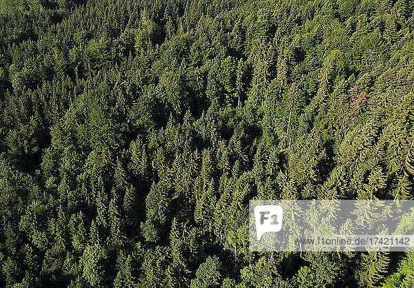 Drone view of green spruce forest in summer