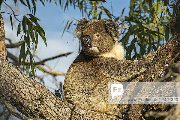 Koala sitting on tree branch