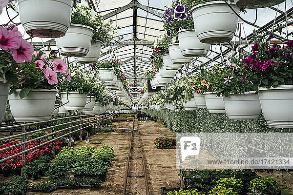 Various potted plants hanging from ceiling of greenhouse