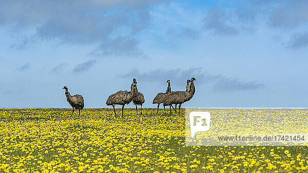 Emus standing in vast oilseed rape field