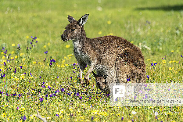 Mother kangaroo standing in springtime meadow with young in pouch
