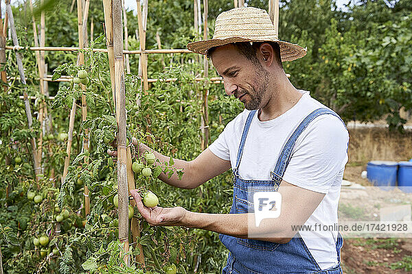 Mid adult male farm worker checking tomatoes at agricultural field