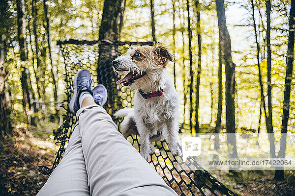 Dog sticking out tongue while sitting by woman on hammock in forest