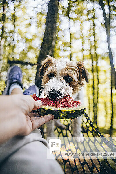 Frau füttert Hund auf Hängematte mit Wassermelone