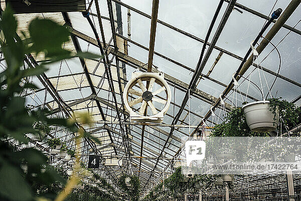Potted plants hanging from greenhouse ceiling