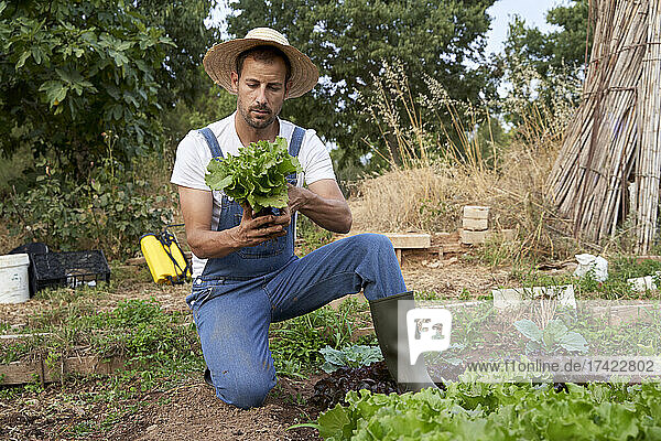 Männlicher Landarbeiter untersucht frischen Salat auf einem landwirtschaftlichen Feld
