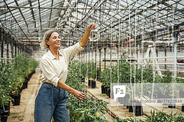 Female agriculture expert tying plant with string at greenhouse