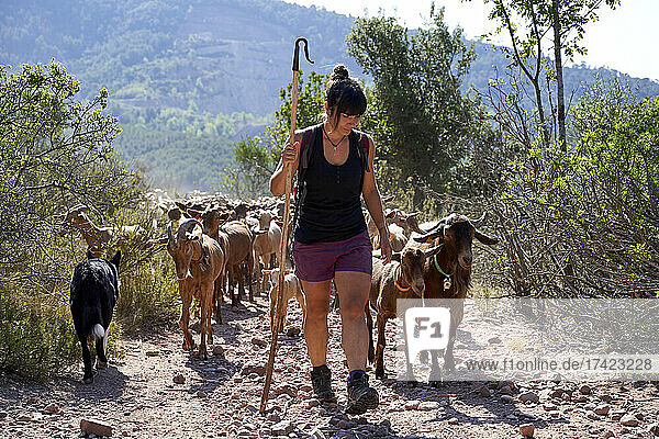 Female farmer hiking with goats on dirt road