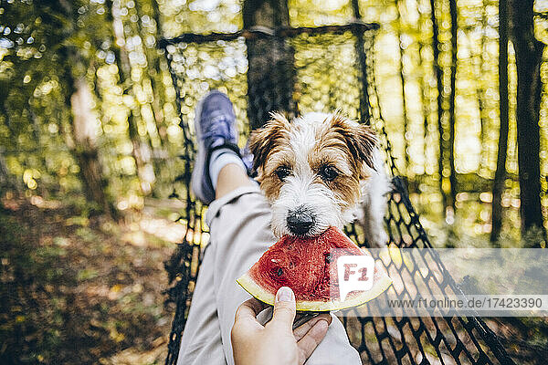 Frau füttert Hund im Wald mit Wassermelone