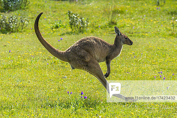 Kangaroo jumping across springtime meadow