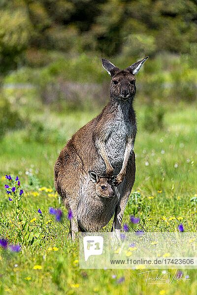 Portrait of mother kangaroo standing in springtime meadow with young in pouch