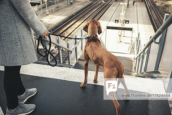 Vizsla-Hund und Frau am Bahnhof