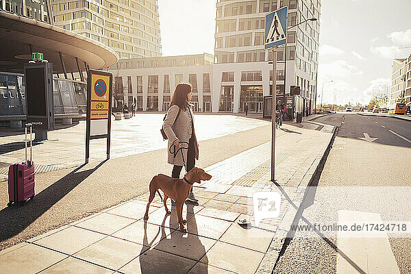 Young woman with dog looking away while crossing road in city on sunny day