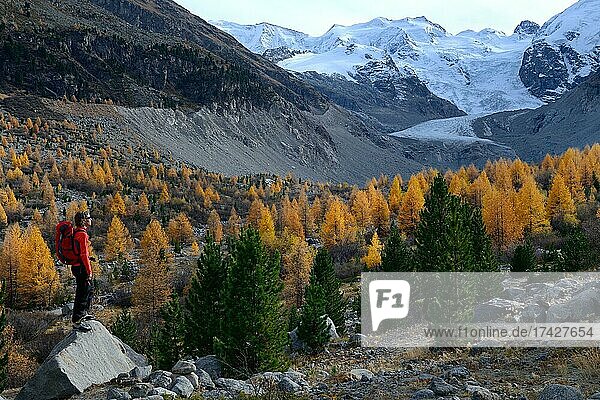 Woman looking at the Morteratsch glacier with larches  Bernina Group  Upper Engadine  Canton Grisons  Switzerland  Europe