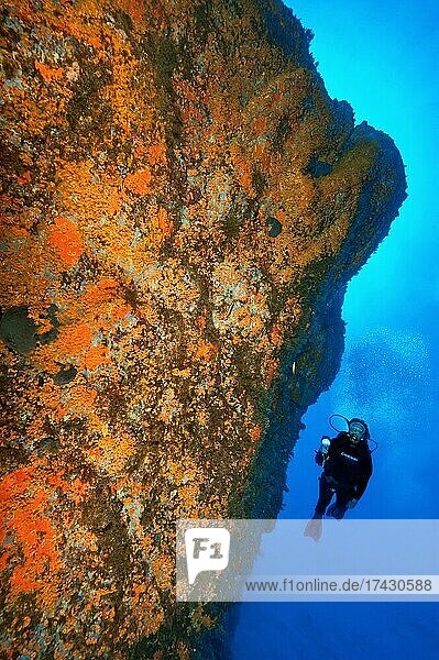 Taucherin betrachtet und beleuchtet Gelbe Krustenanemonen (Parazoanthus axinellae) an Felsüberhang  Mittelmeer  Meeresschutzgebiet von Portofino  Portofino  Ligurien  Italien  Europa