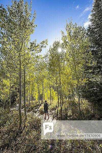 Young man on hiking trail  Jenny Lake Trail  autumn yellow aspens  Grand Teton National Park  Wyoming  USA  North America